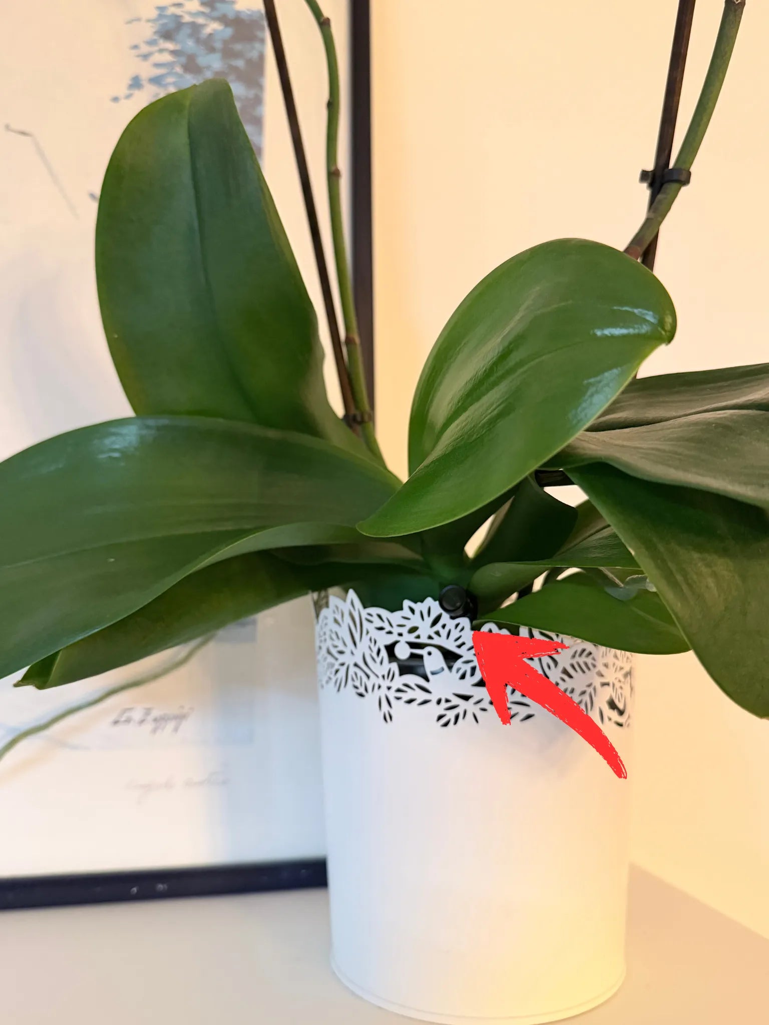 NanoCam Pro: La Vigilancia Permanente para Proteger su Hogar y a sus Seres Queridos (Visión Directa en el Móvil)